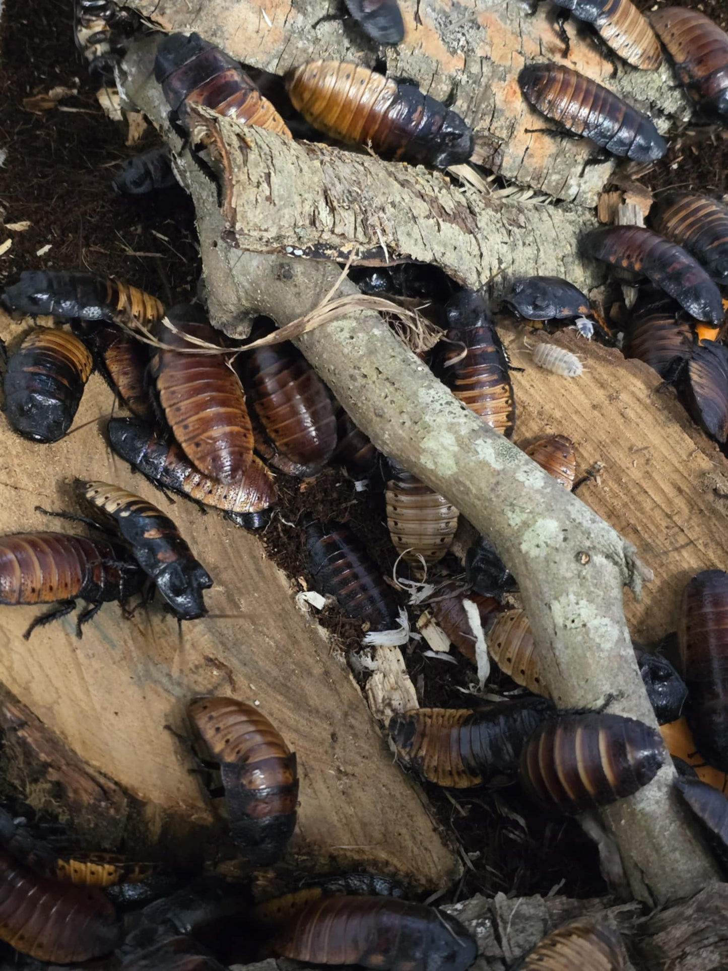 Blattes de Madagascar (Gromphadorhina portentosa)