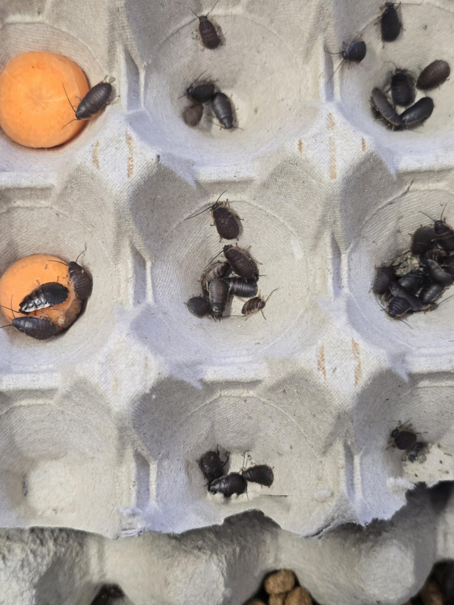 Blattes de Madagascar (Gromphadorhina portentosa)
