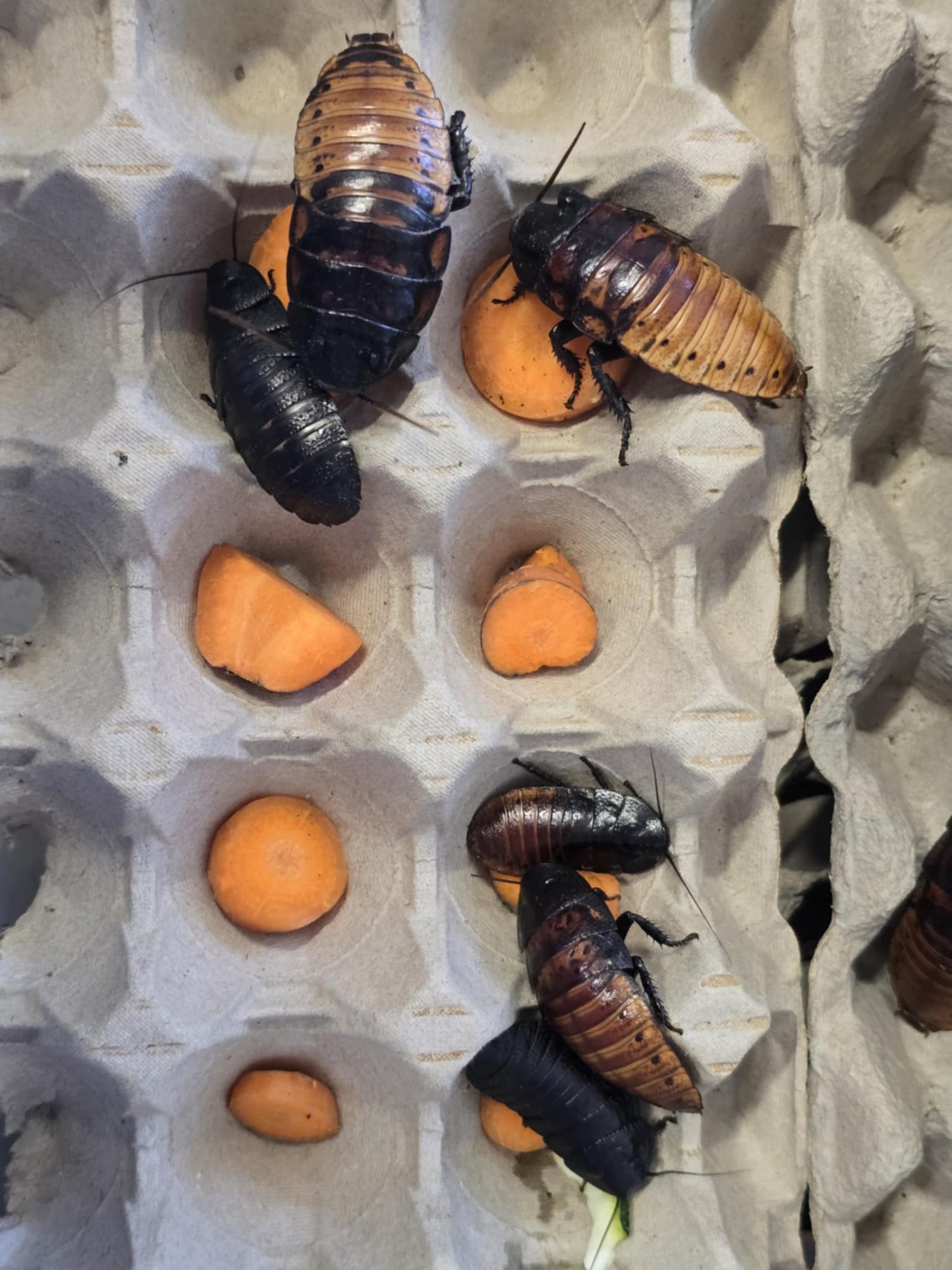 Blattes de Madagascar (Gromphadorhina portentosa)