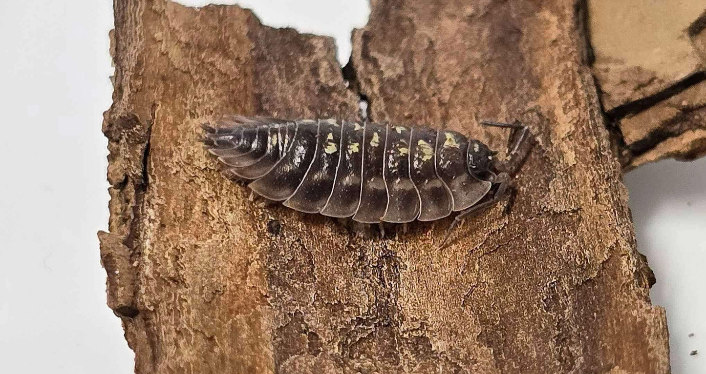 Cloporte Oniscus asellus