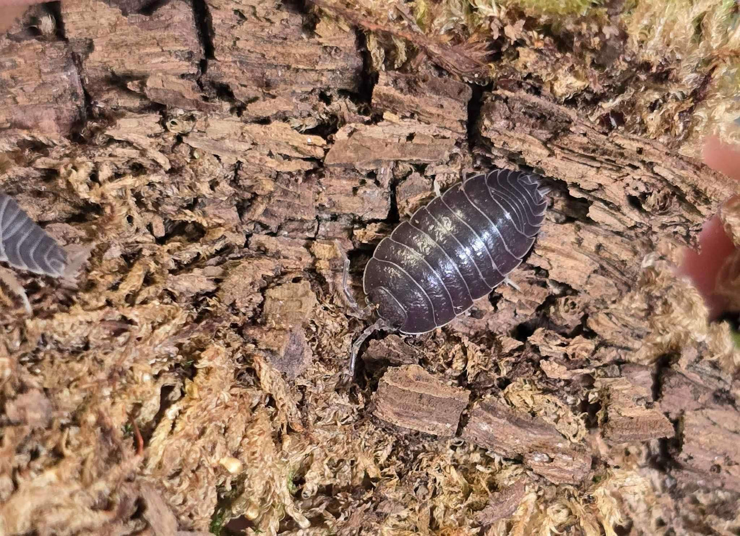 Cloporte Porcellio laevis (Black)