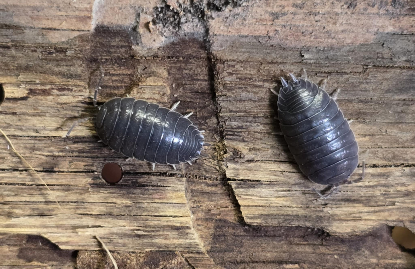 Cloporte Porcellio laevis (Black)
