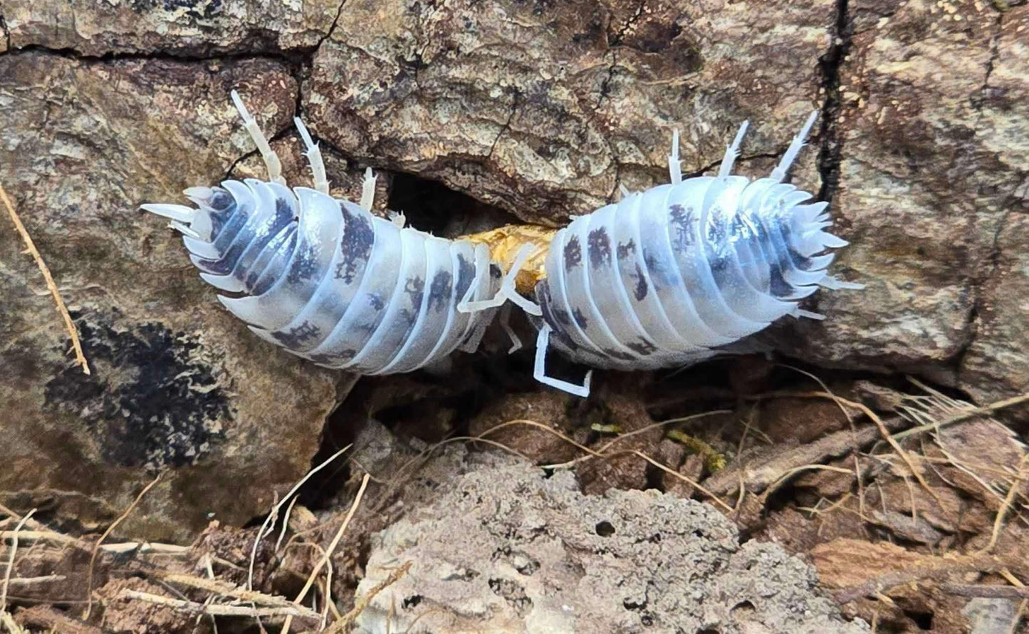 Porcellio laevis "Dairy Cow"