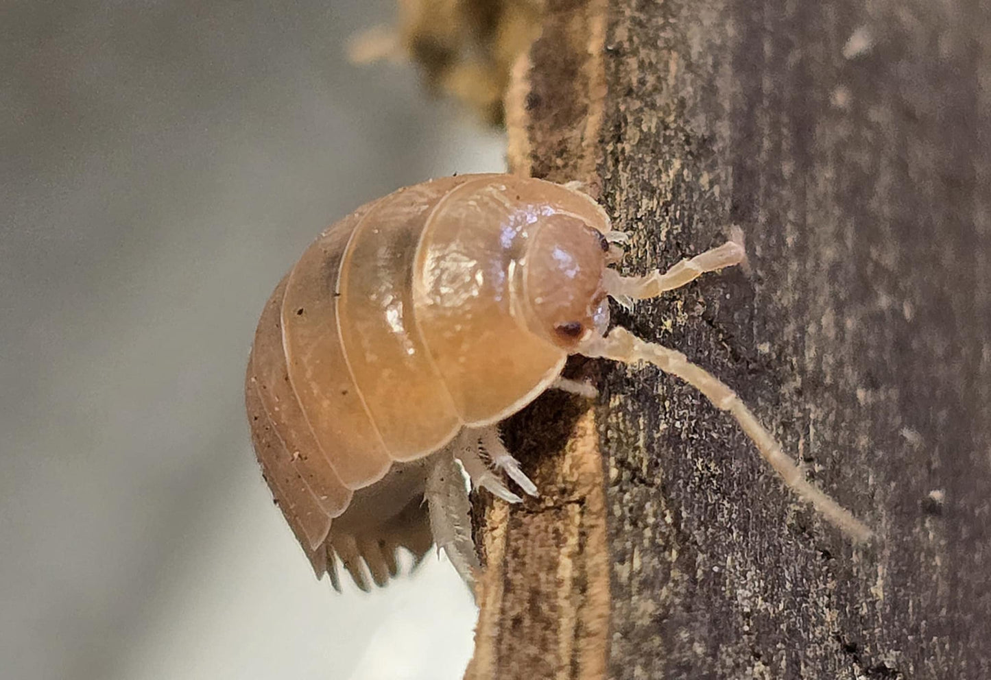 Cloporte Porcellio laevis (Orange)