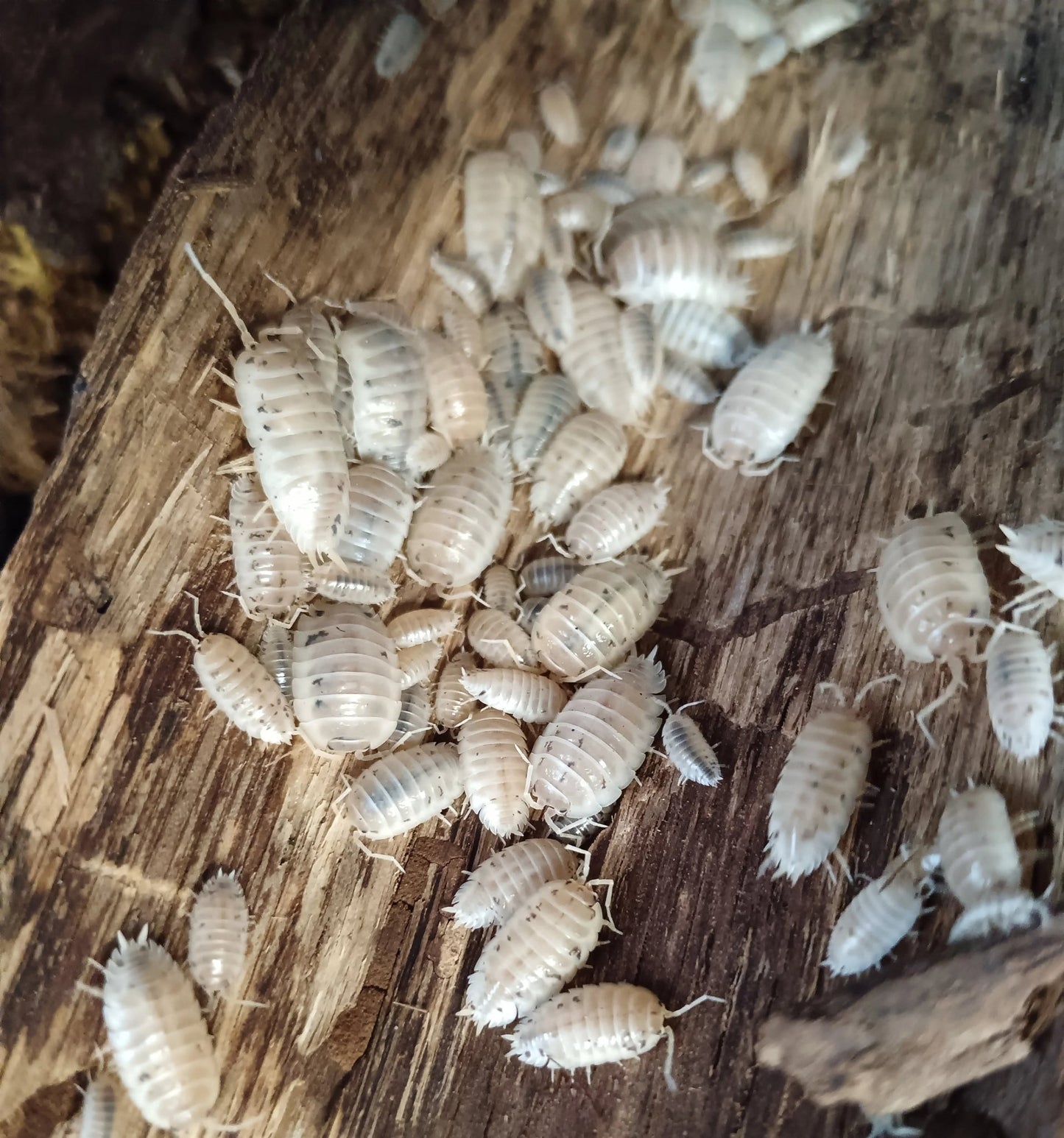 Porcellio laevis "White"