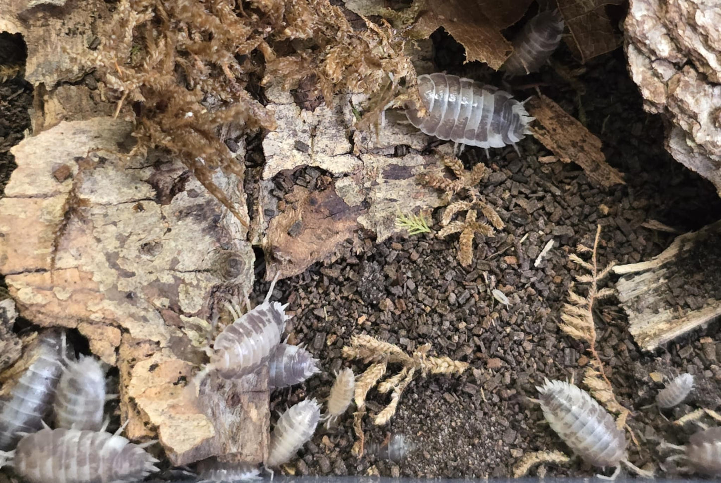 Cloporte Porcellio laevis (Milkback)