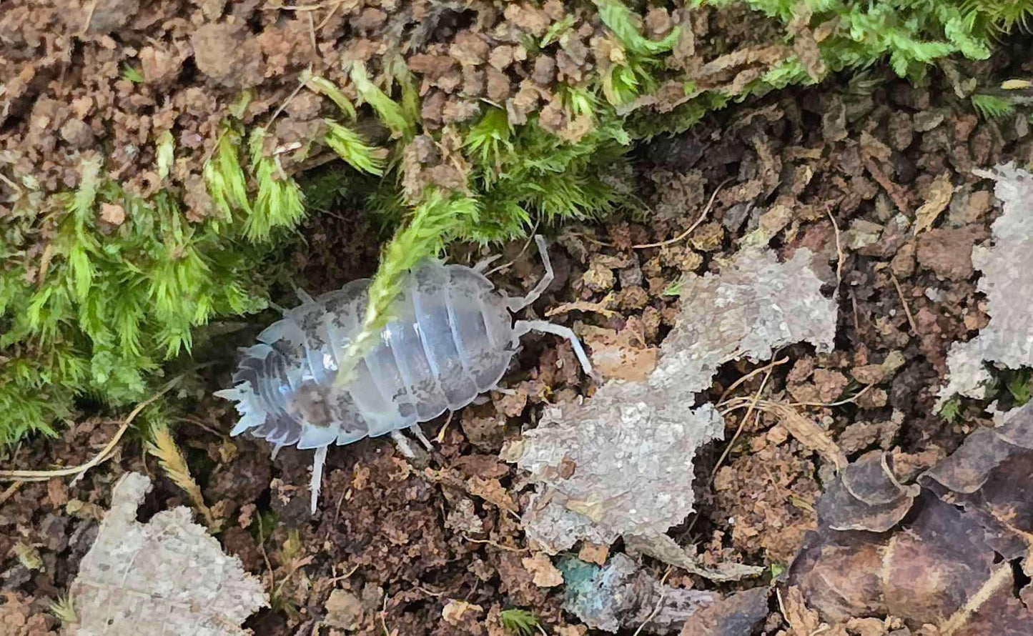 Cloporte Porcellio laevis (Milkback)