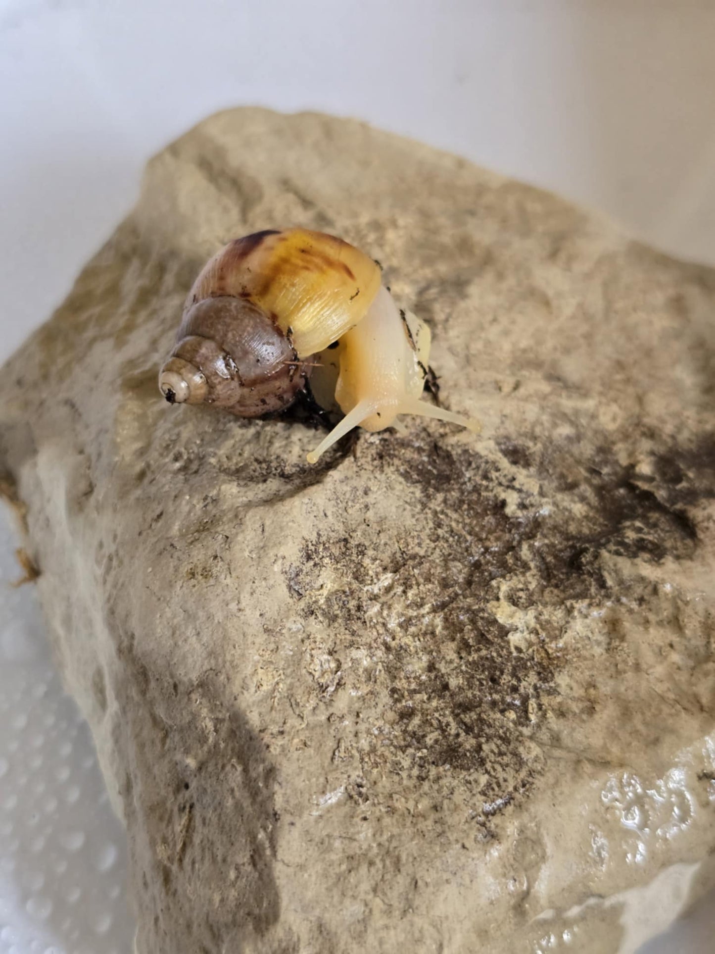 Lissachatina fulica White jade