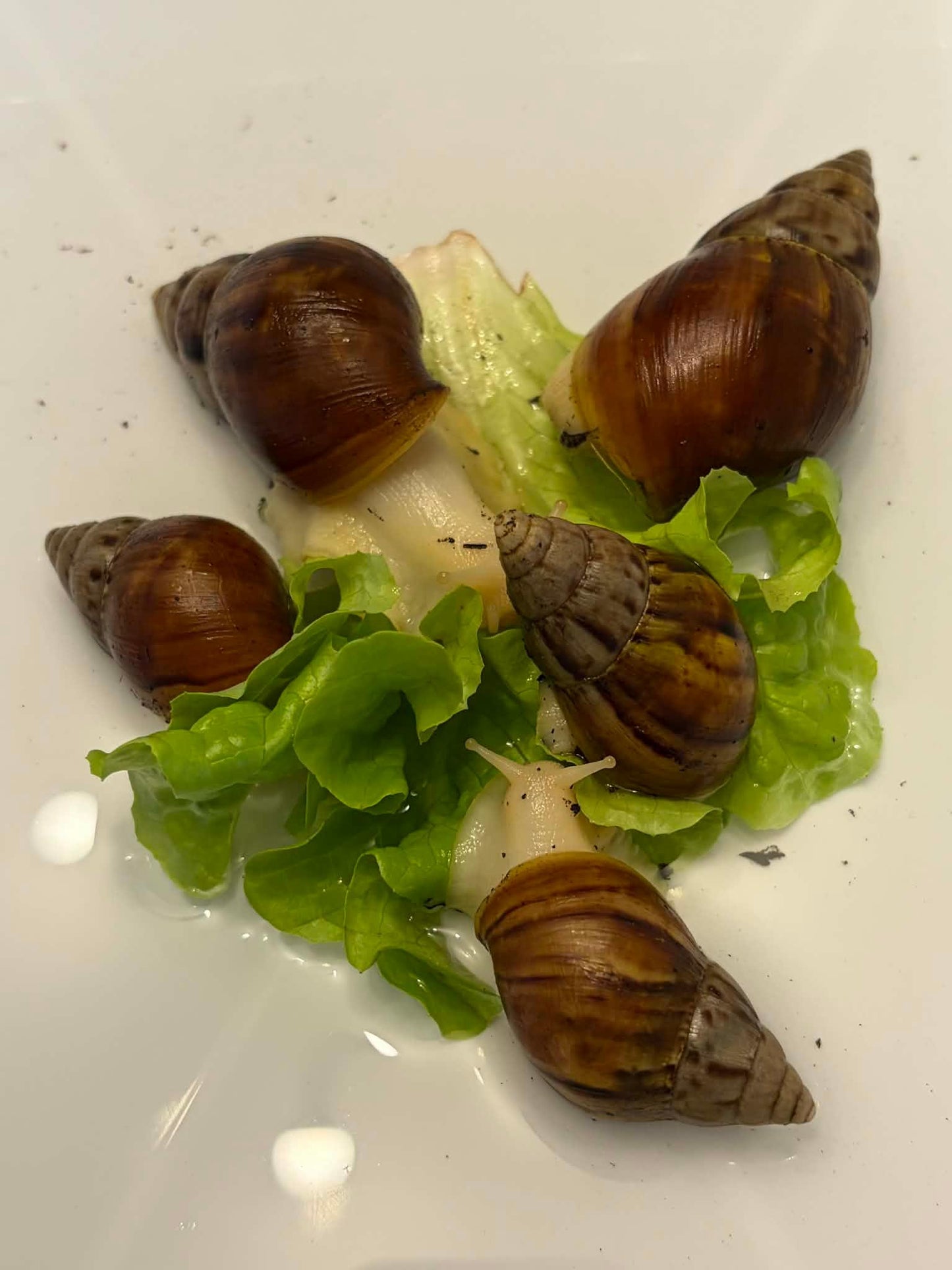 Lissachatina fulica White Jade
