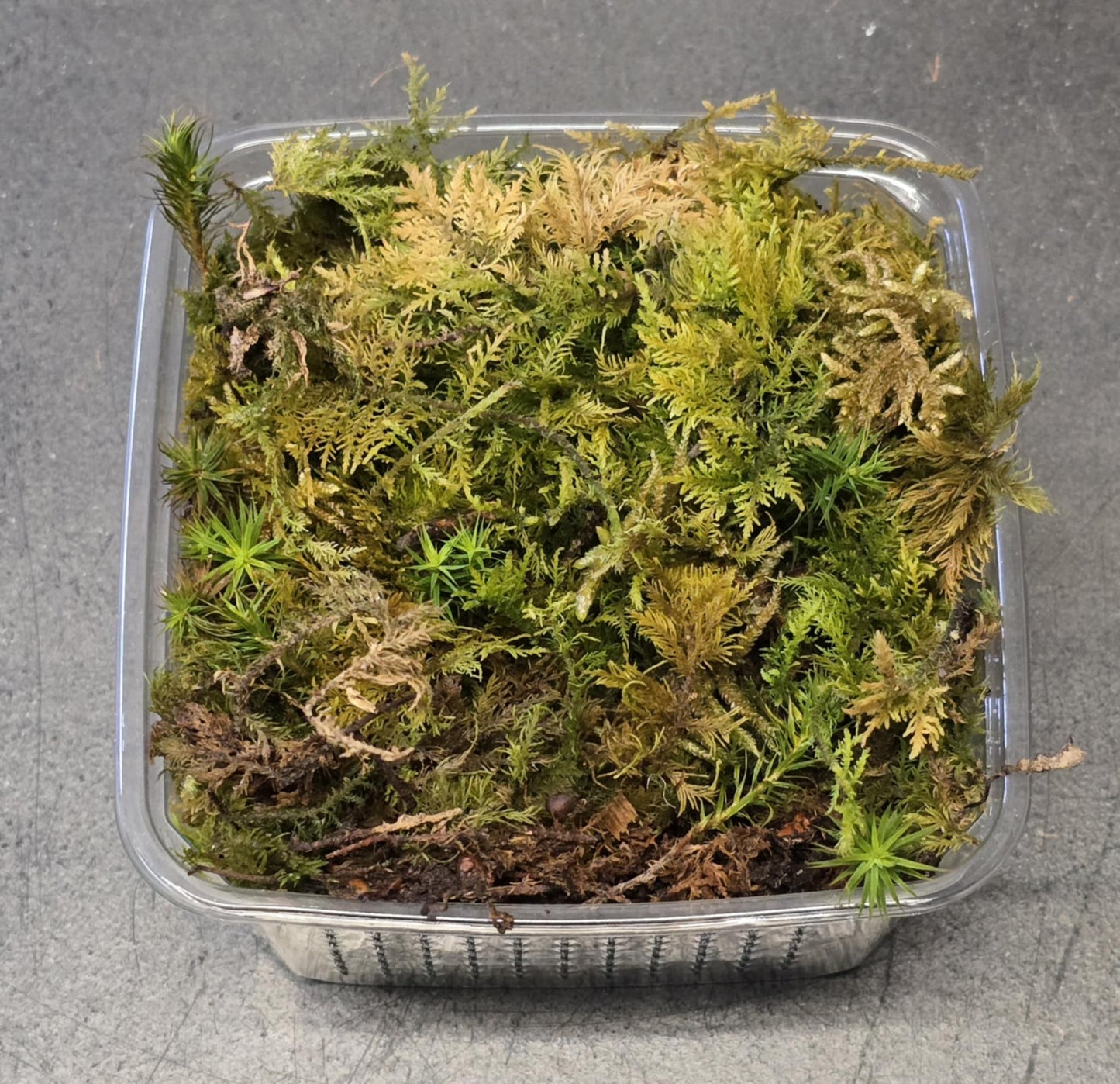 Mousse de Forêt