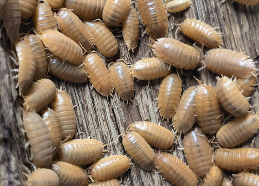 Pourquoi choisir des insectes français pour nourrir ou observer ? L’expertise locale au service de vos animaux et de votre curiosité