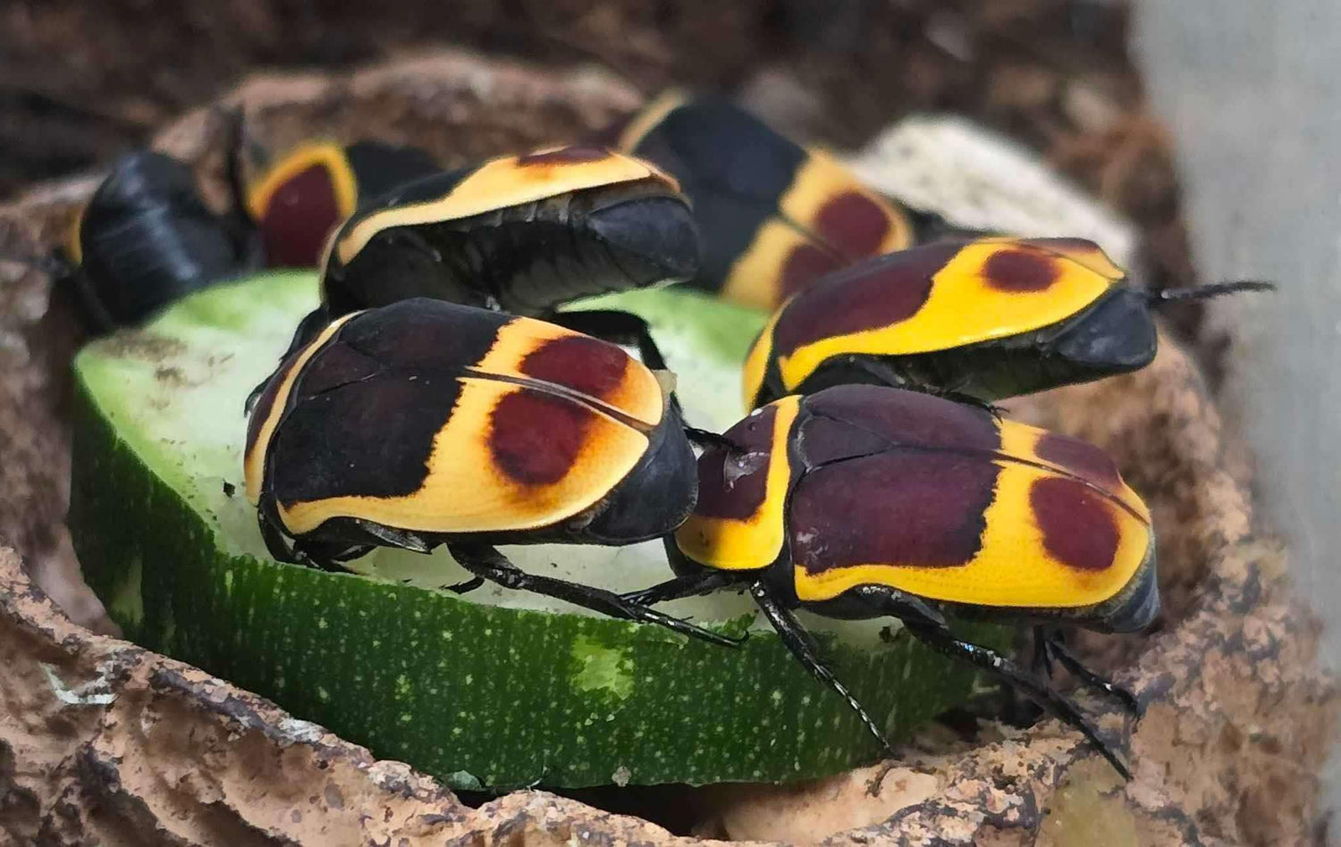 Insectes d'observation