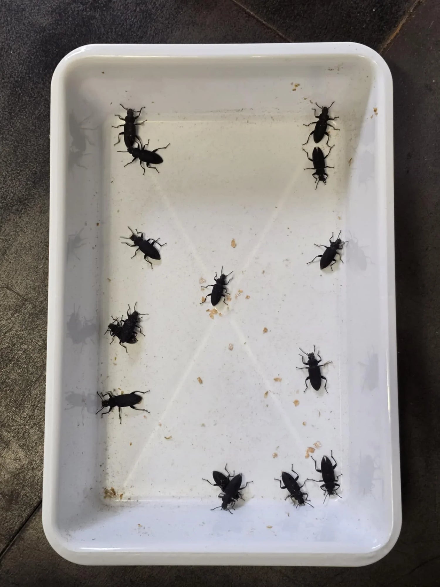 Souches d’élevage