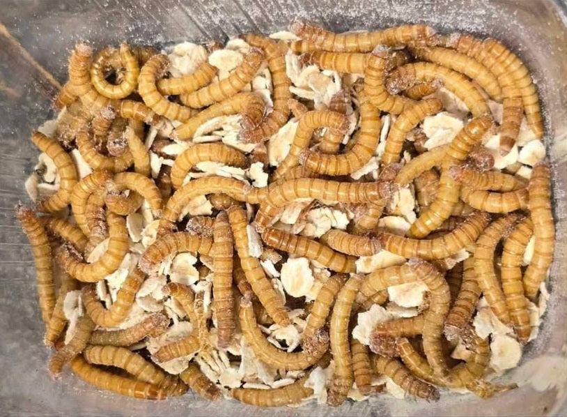 Insectes nourriciers