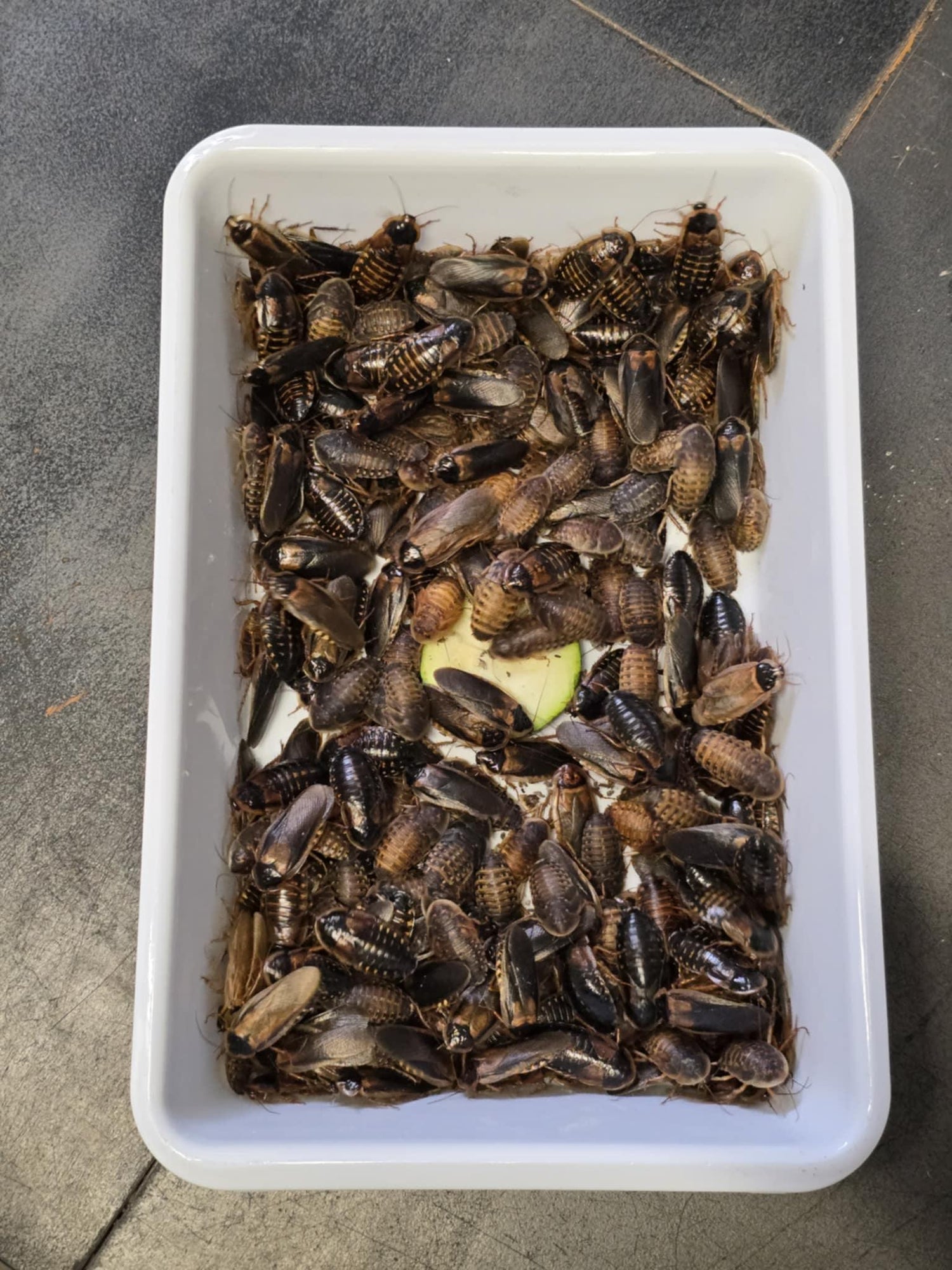 Insectes nourriciers