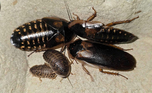 BLATTE DUBIA (Blaptica dubia)