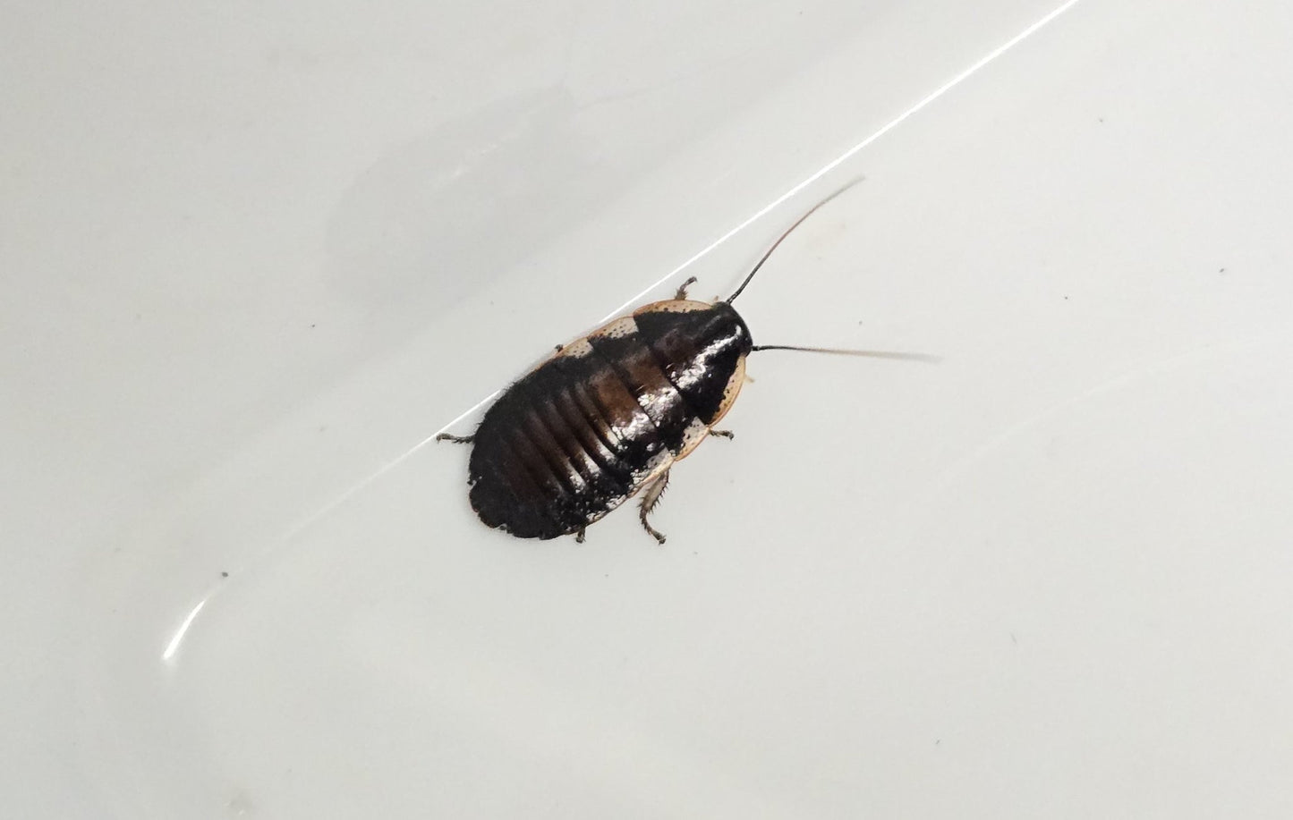 Blattes de Madagascar (Gromphadorhina portentosa)