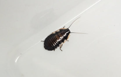 Blattes de Madagascar (Gromphadorhina portentosa)