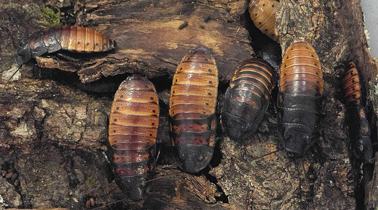 Blattes de Madagascar (Gromphadorhina portentosa)