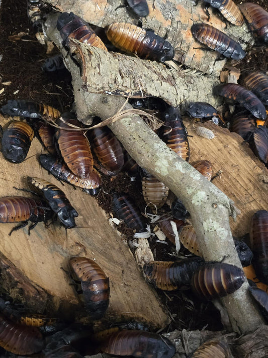 Blattes de Madagascar (Gromphadorhina portentosa)