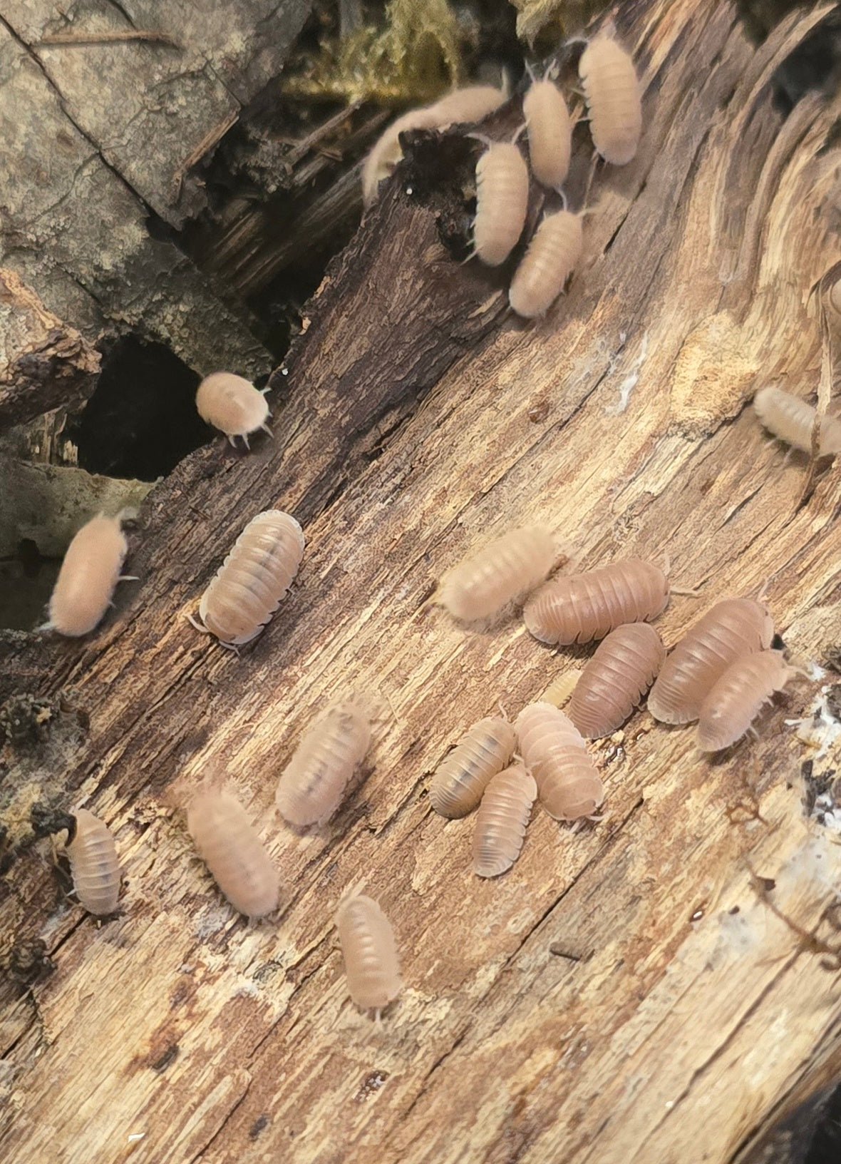 Cubaris murina "Papaya"