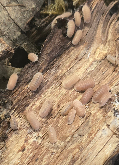 Cubaris murina "Papaya"