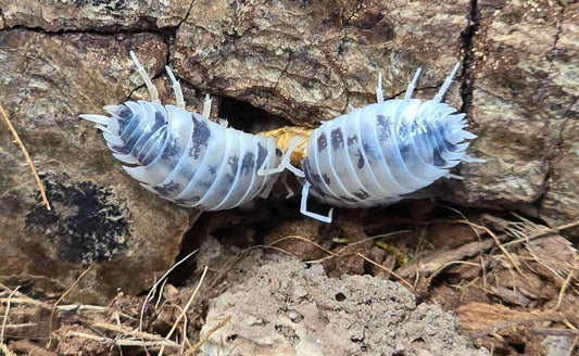 Cloporte Porcellio laevis (Dairy Cow)