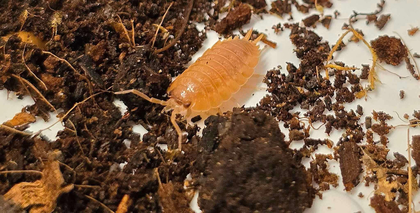 Cloporte Porcellio laevis (Orange)