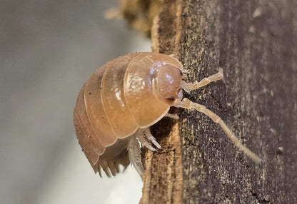 Cloporte Porcellio laevis (Orange)