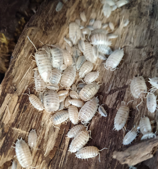 Cloporte Porcellio laevis (White)