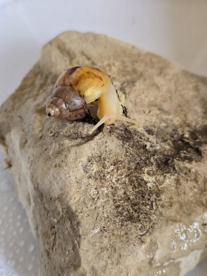 Lissachatina fulica White jade