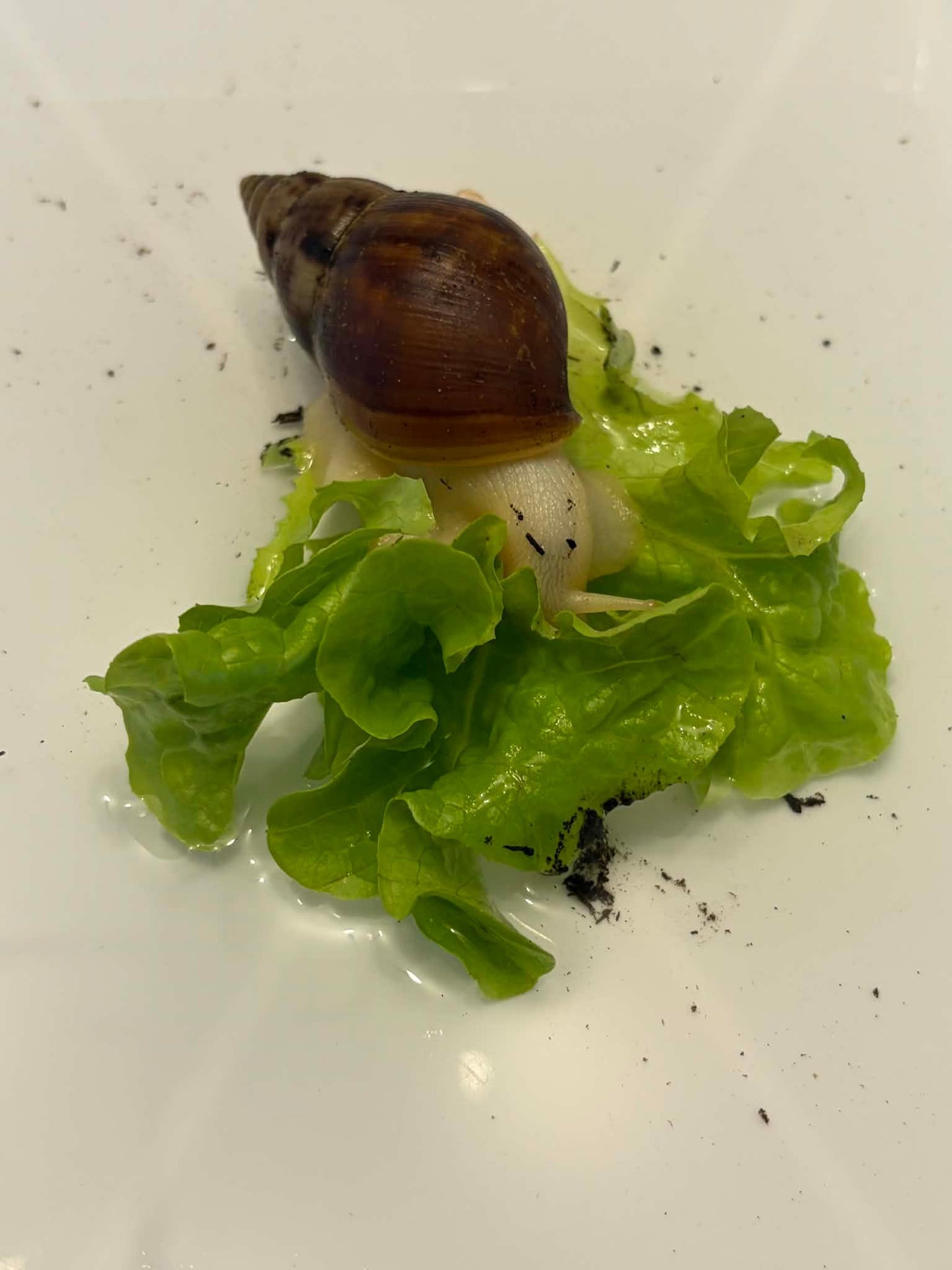 Lissachatina fulica White Jade