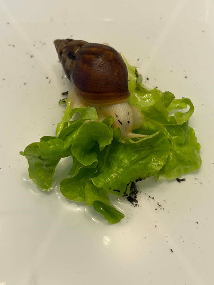 Lissachatina fulica White Jade