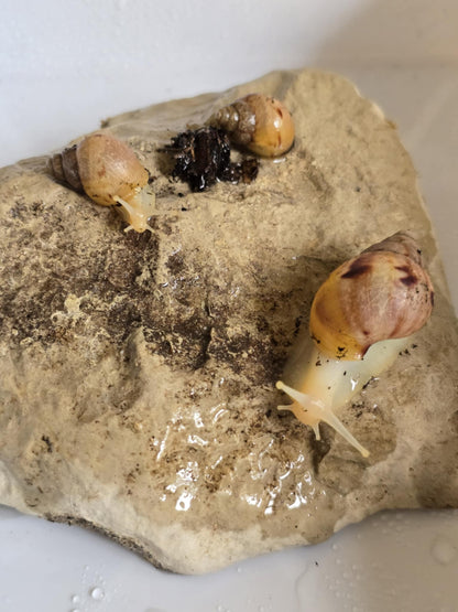 Lissachatina fulica White jade