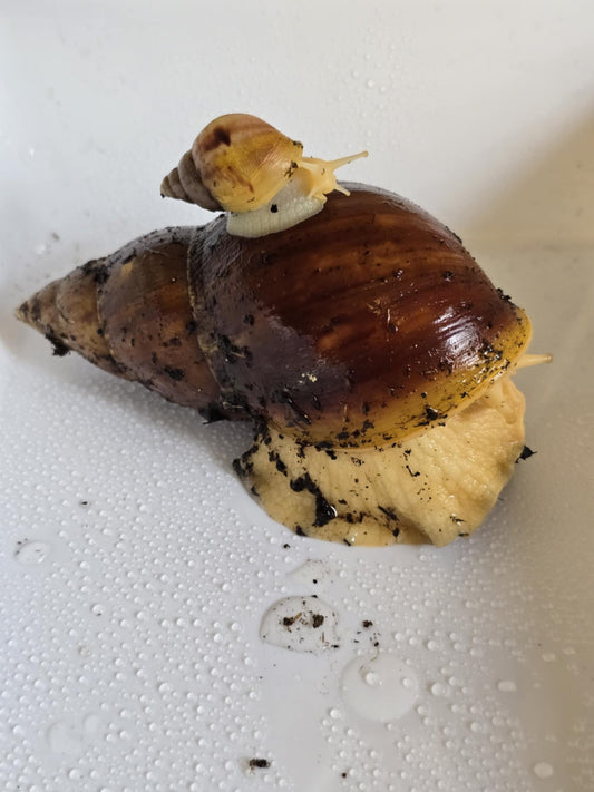 Lissachatina fulica White jade
