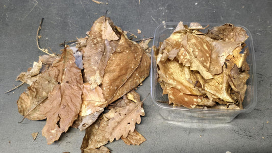 Mélange de Feuilles de Forêt