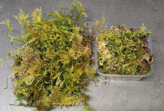 Mousse de Forêt
